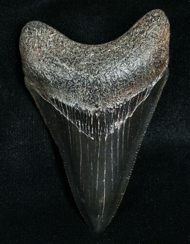 Sharp Megalodon Tooth #6375